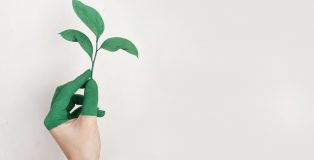 person s left hand holding green leaf plant 886521